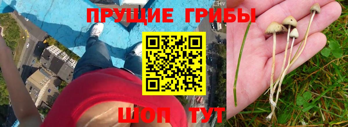 как найти закладки  Вход с VPN  Старая Купавна  Псилоцибиновые грибы MAGIC MUSHROOMS 